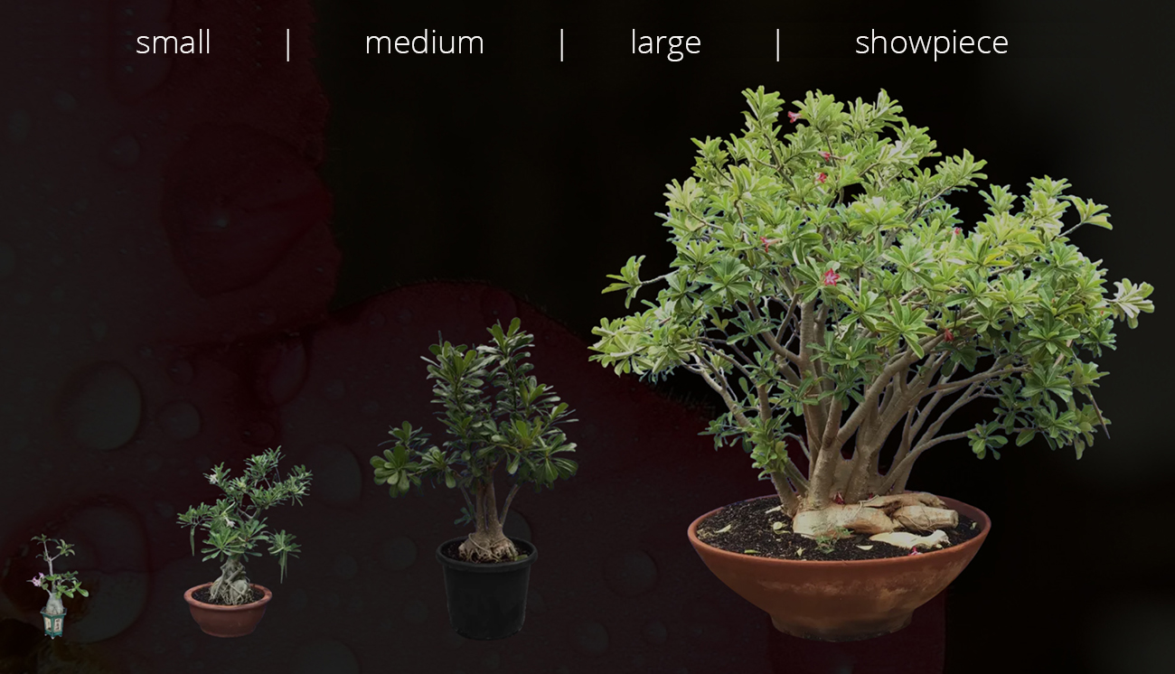 Bonsai-sizes Bonsai sizes