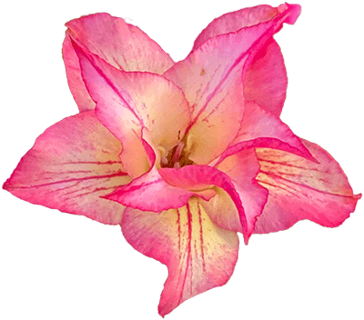 Pink and Yellow desert rose