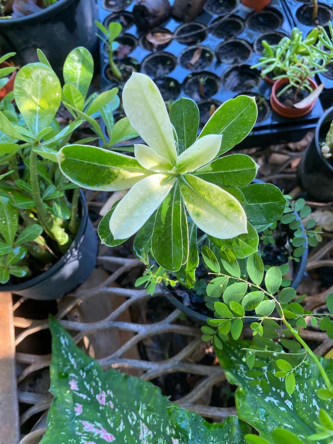 Variegated Leaves-2 Variegated Leaves of rare Desert Rose