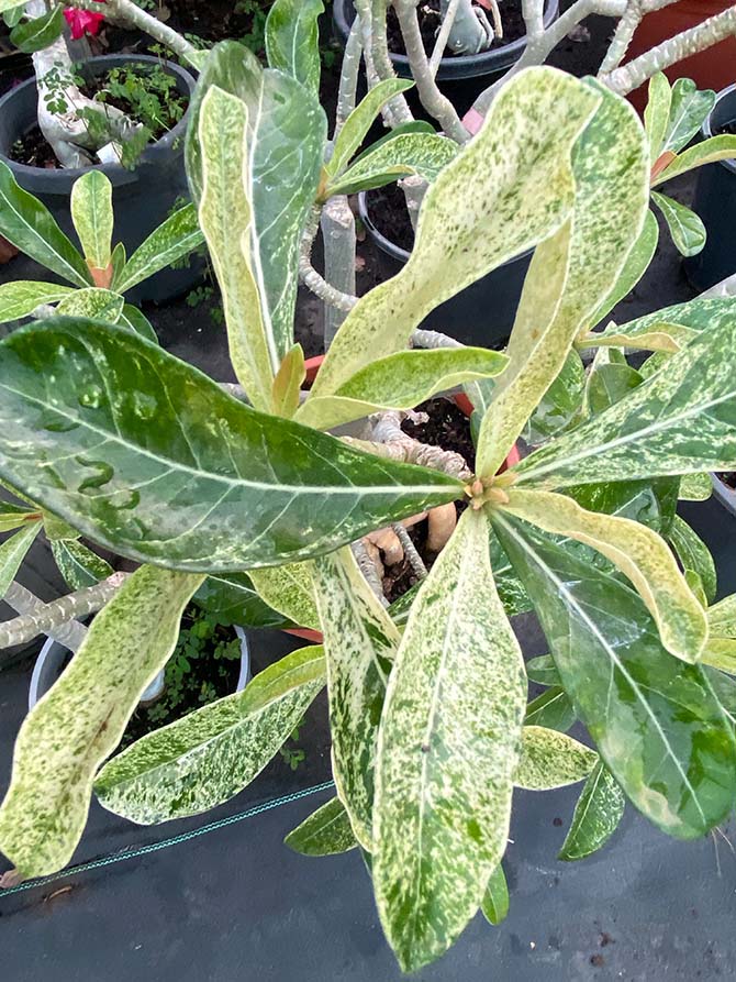 Variegated Leaves Variegated Leaves of rare Desert Rose